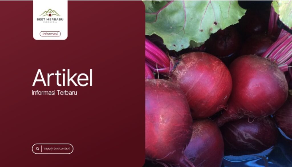Fresh Beet Grade Industri Pilihan Bahan Baku Berkualitas untuk Berbagai Kebutuhan Produksi
